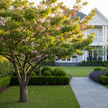 4-in-1 Cherry Tree - Prunus avium