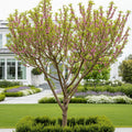 4-in-1 Peach Tree - Prunus persica