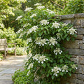 Climbing Hydrangea - Hydrangea petiolaris