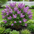 Proven Winners? Scentara? Double Blue Lilac - Syringa x hyacinthiflora