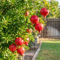 Cold-Hardy Red Pomegranate Bush - Punica granatum ssp.
