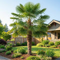 Windmill Palm - Trachycarpus fortunei