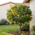 Meyer Lemon Tree - Citrus ? meyeri 'Improved'