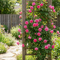 Zephirine Drouhin Climbing Rose Shrub - Rosa 'Zephirine Drouhin'
