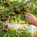 Black Tartarian Cherry Tree - Prunus avium ?Black Tartarian?