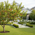 5-in-1 Peach Tree - Prunus persica