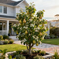 5-in-1 European Pear Tree - Pyrus communis