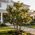 5-in-1 Plum Tree - Prunus sp.