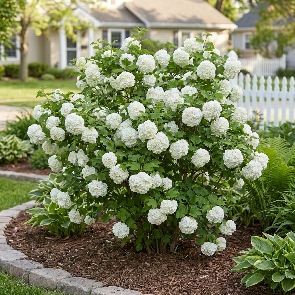 Eastern Snowball Bush - Viburnum opulus 'Sterile'