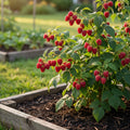 Heritage Everbearing Raspberry Bush - Rubus 'Heritage'