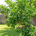 Persian 'Bearss' Lime Tree - Citrus latifolia