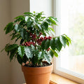 Arabica Coffee Plant - Coffea arabica