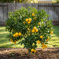 Meyer Lemon Bush - Citrus ? meyeri 'Improved'