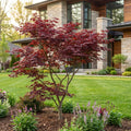 Bloodgood Japanese Maple - Acer palmatum 'Bloodgood'
