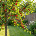 Montmorency Cherry Tree - Prunus cerasus 'Montmorency'