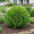 Hetz Midget Thuja Shrub - Thuja occidentalis 'Hetz Midget'
