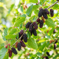Everbearing Mulberry Bush - Morus nigra