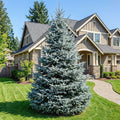 Colorado Blue Spruce Tree - Picea pungens