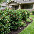 Nellie Stevens Holly Shrub - Ilex x 'Nellie R. Stevens'