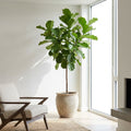 Fiddle-Leaf Fig Tree - Ficus lyrata