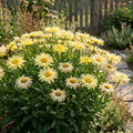 Amazing Daisies? ?Banana Cream II? Shasta Daisy - Leucanthemum superbum 'Banana Cream II'