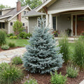 Montgomery Blue Spruce - Picea pungens 'Montgomery'