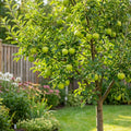 Granny Smith Apple Tree - Malus domestica 'Granny Smith'