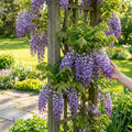 Amethyst Falls Wisteria Vine - Wisteria frutescens 'Amethyst Falls'
