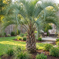 Pindo Palm - Butia capitata