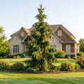 Norway Spruce - Picea abies
