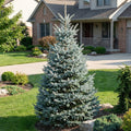 Colorado Blue Spruce Tree - Picea pungens