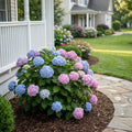 Endless Summer? The Original Reblooming Hydrangea - Hydrangea macrophylla ?Bailmer?