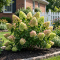 Proven Winners? Little Lime Punch? Panicle Hydrangea - Hydrangea paniculata