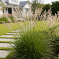 Adagio Maiden Grass - Miscanthus ? giganteus 'Adagio'