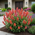 Agastache Guava Lava - Agastache hybrid