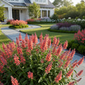Proven Winners? Agastache Meant to Bee? Queen Nectarine - Agastache
