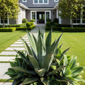 Crescent Garden Agave Planter - AGV-POT