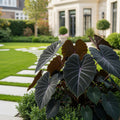 Alocasia Black Velvet - Alocasia micholitziana 'Black Velvet'