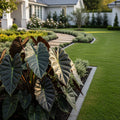 Alocasia Dark Star Shrub - Alocasia odora 'Dark Star'