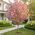 Amanogawa Flowering Cherry Tree - Prunus serrulata 'Amanogawa'