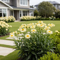 Amazing Daisies? ?Banana Cream II? Shasta Daisy - Leucanthemum