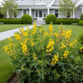 American Goldfinch Baptisia Plant - Baptisia sphaerocarpa