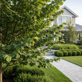 American Hazelnut Filbert Tree - Corylus americana