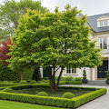 American Hornbeam Tree - Carpinus caroliniana