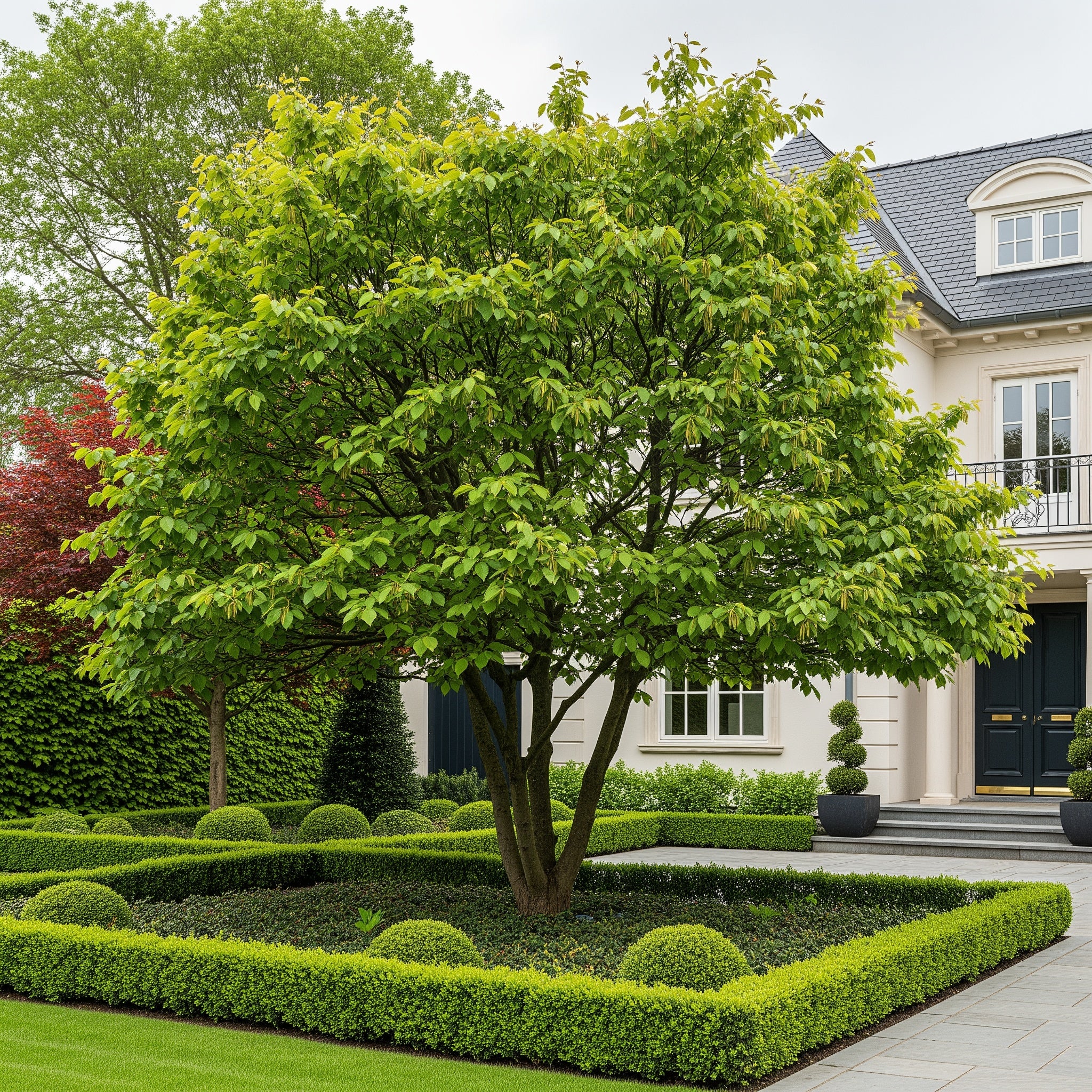American Hornbeam Tree - Carpinus caroliniana
