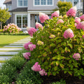 American Lace? Pink Smooth Hydrangea Shrub