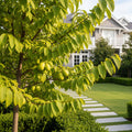 American Paw Paw Tree - Asimina triloba