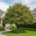 American Persimmon Tree - Diospyros virginiana