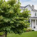 American Sentry? Linden Tree - Tilia americana 'American Sentry'