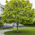 American Yellowwood Tree - Cladrastis kentukea